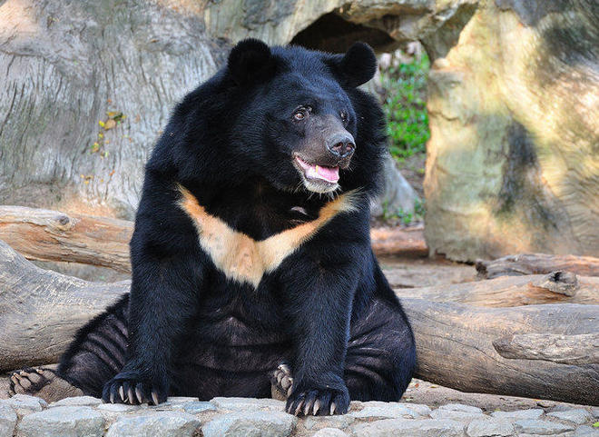 белогрудый медведь, символ Хабаровского края